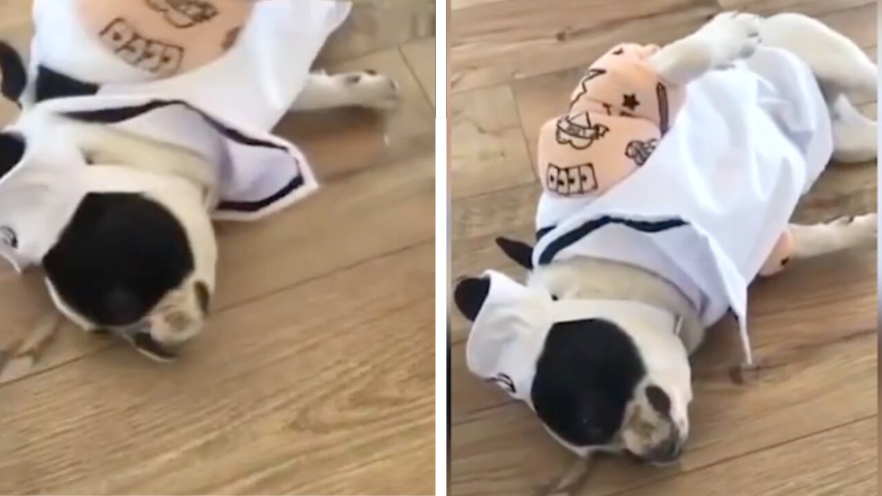 Funny Dog Can't Wear Its Shirt The Right Way