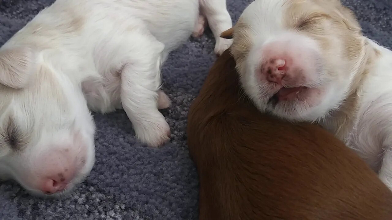D Litter 12 days old