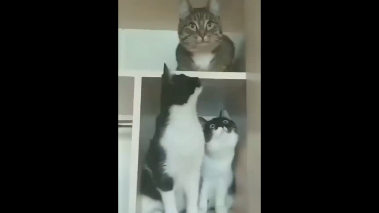 cat funny video 🤣, pet funny moments 🤣🤣, cats enjoying moments