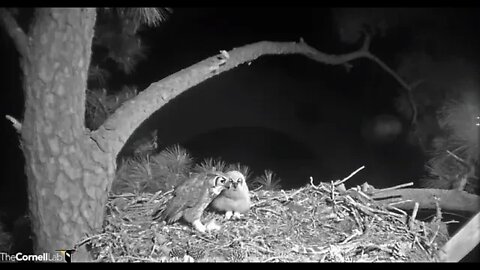 Late Night Snack For Mom & Her Owlet 🦉 3/28/22 01:38