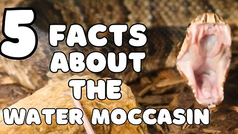 Did You Know These 5 Things About The Water Moccasin?