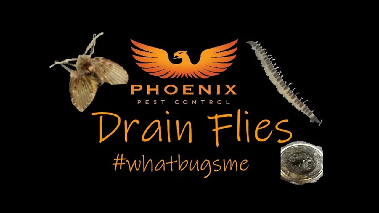 Drain Flies #whatbugsme