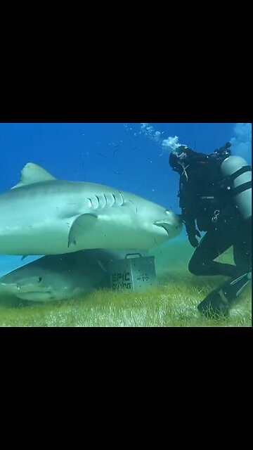 What triggers a predator mode! sudden movements fresh fish hungry bellys