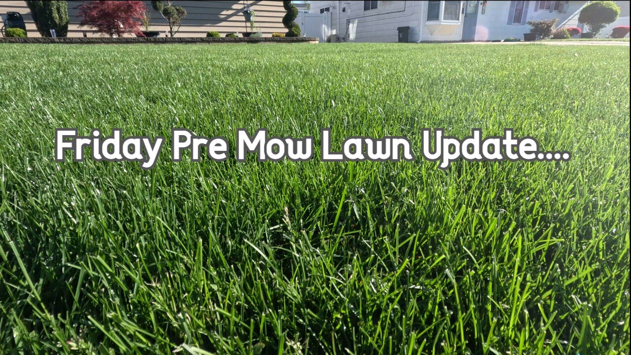 Pre Mow Friday Lawn & Shrubs Update - State of the lawn