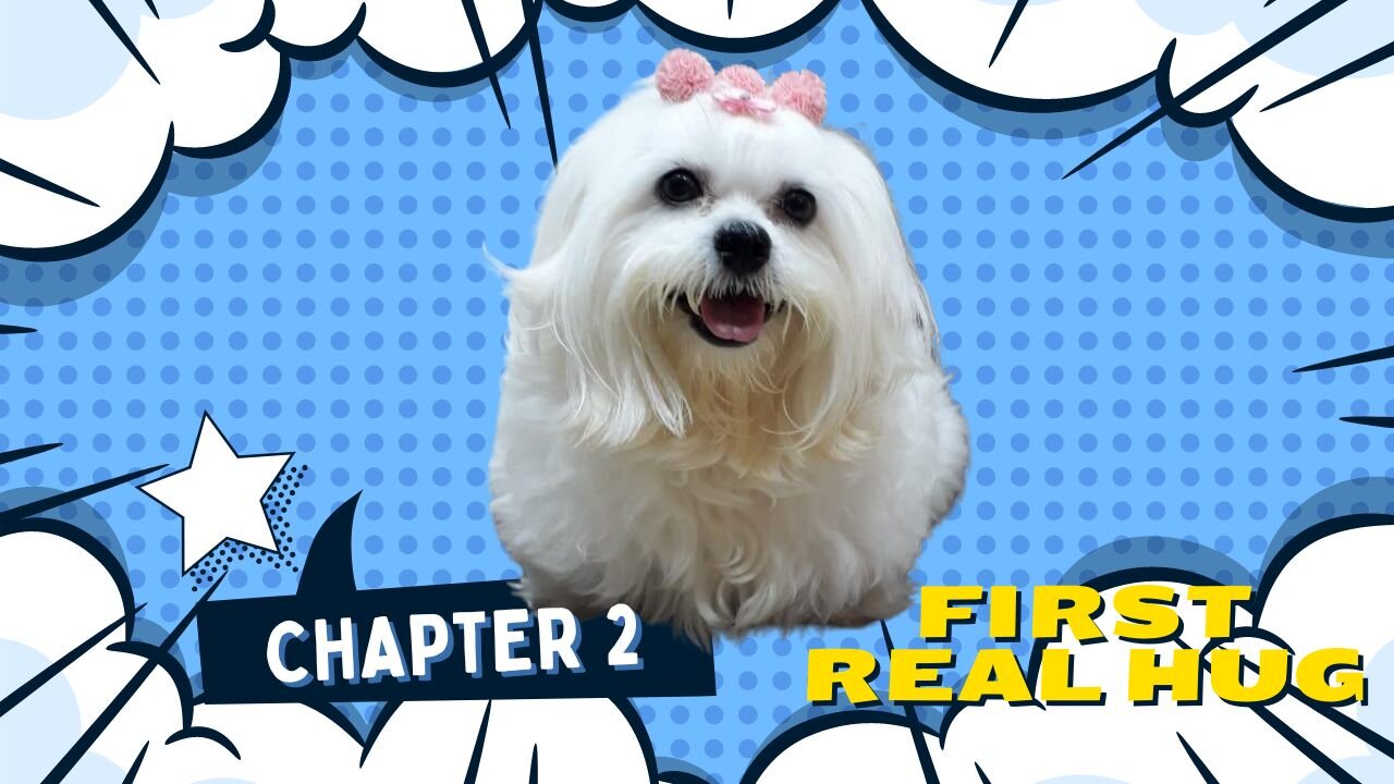 Maltese dog (Chapter 2 - First Real Hug)