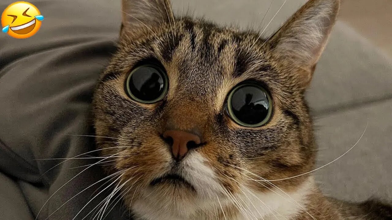 Funny animals - Funny cats / dogs - Funny animal videos - Part 1