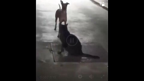 Wait For It 😂😂😂 #Cats #Dogs #FunnyVideos #FunnyAnimals