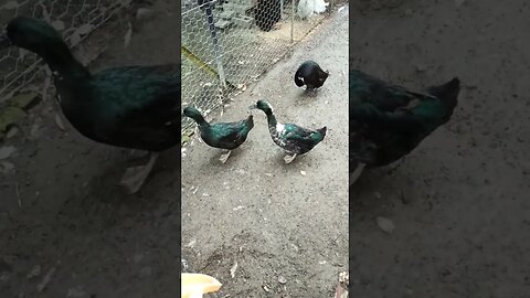 Good Morning Cayuga Ducks, waiting for their breakfast