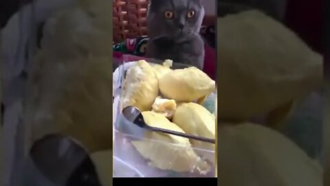 Not a favorite food funny cat #shorts #cat #funnycats