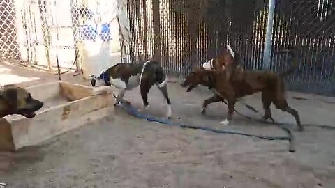 Dogs playing: Episode 53