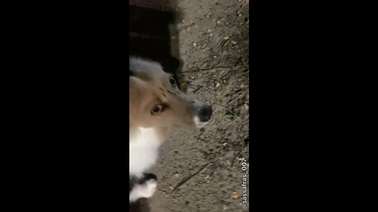 Dog catches and keeps locust in its mouth