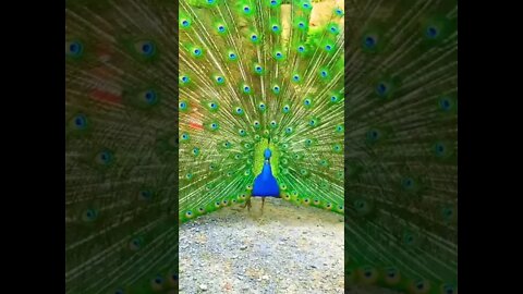 Burung Merak