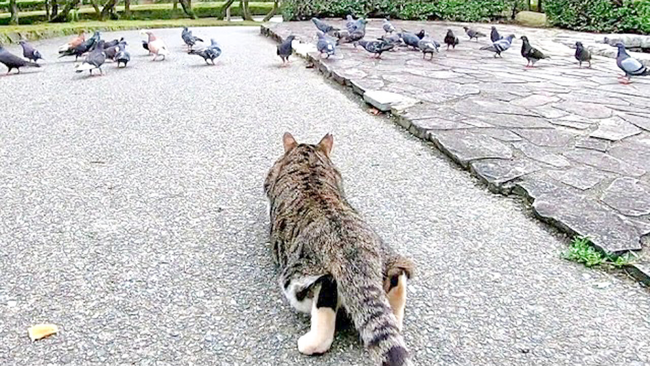 Stray cats aiming for a flock of pigeons that are crazy about feeding