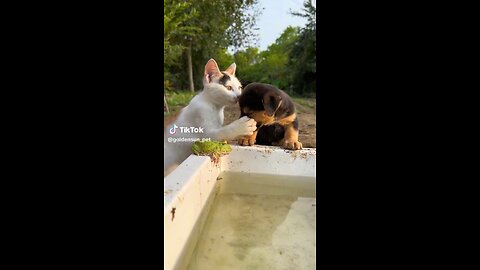 don't under estimate anybody cat & dog funny video