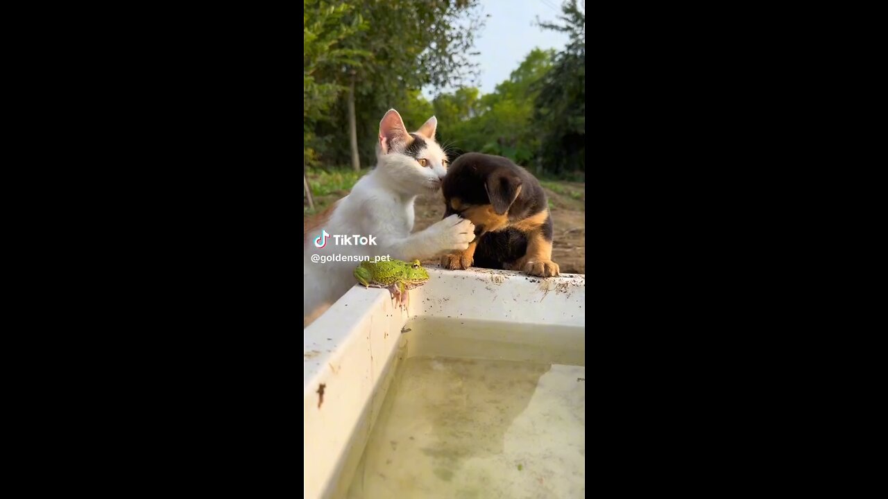 don't under estimate anybody cat & dog funny video