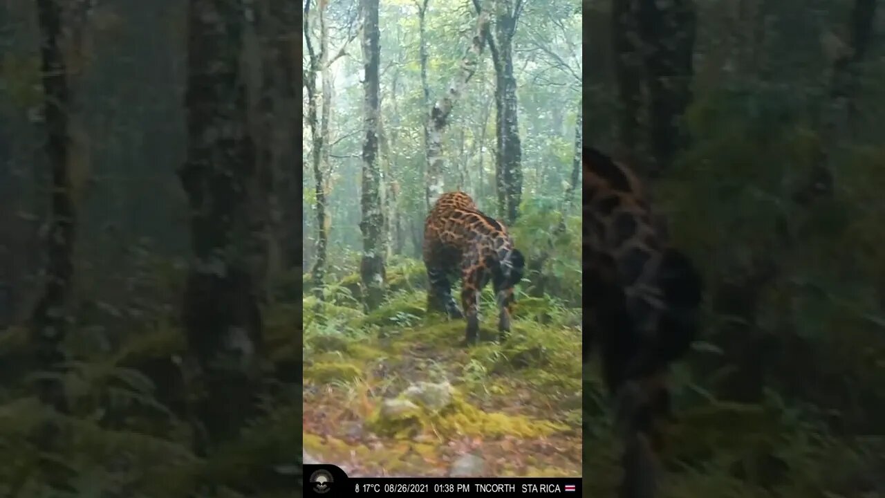 Majestic Jaguar Cordillera de Talamanca in the highlands of Costa Rica