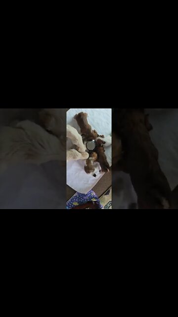 R Litter - Eating Very Well!