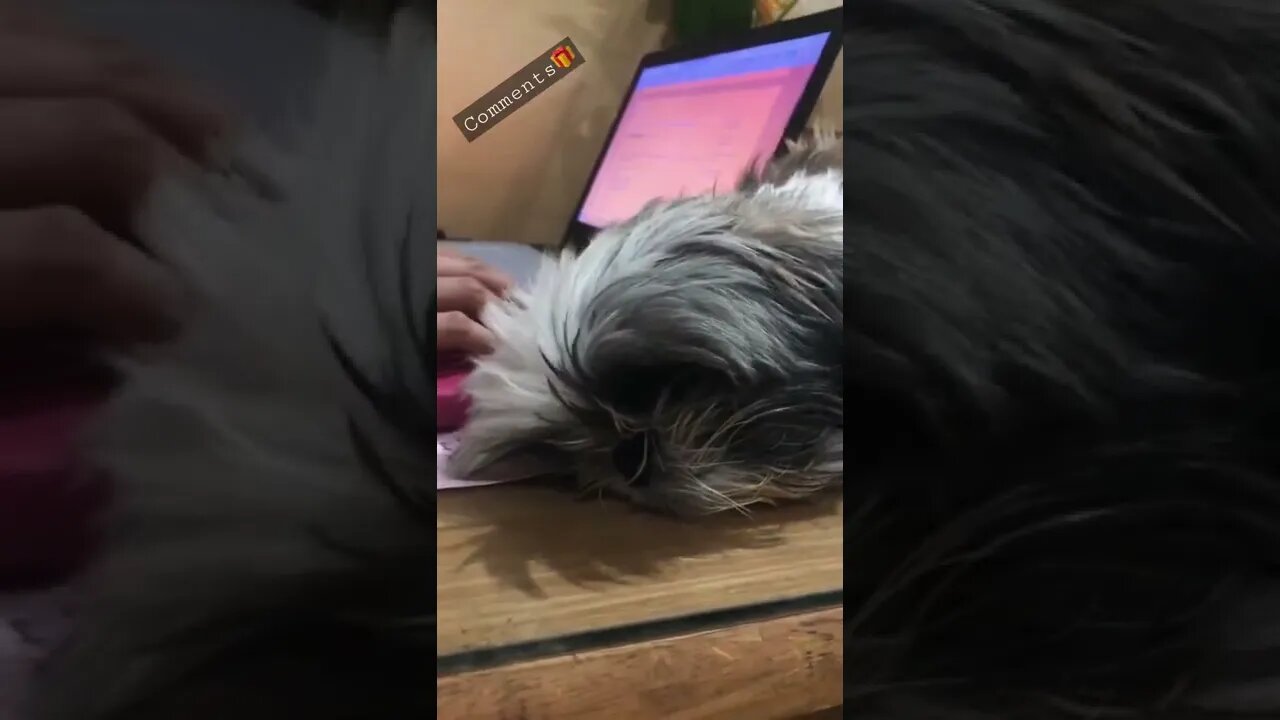 When he sleeps on your desk while you're working | Shih Tzu dog on a table