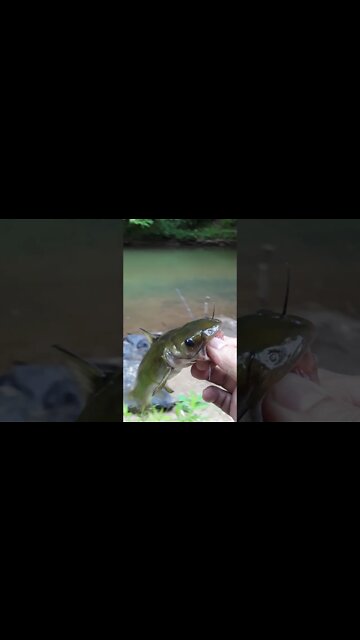 Another bullhead caught with my bobber technique