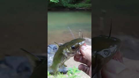 Another bullhead caught with my bobber technique