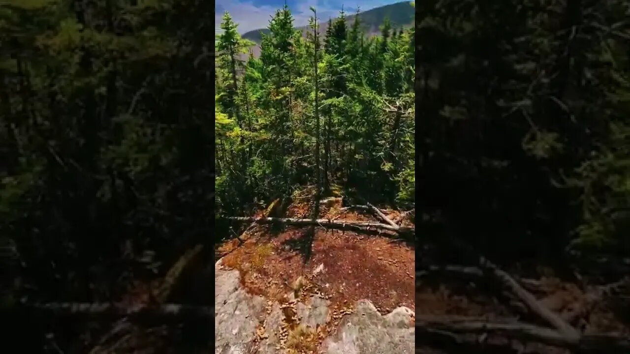 nature#summer#relax#shorts