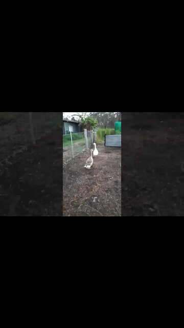 Geese going into the garden area
