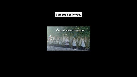 Wholesale Bamboo Nursery & Retail Bamboo Nursery 407-777-4807 Orlando