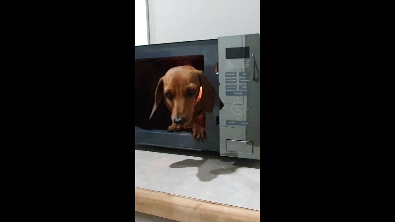 Microwaving a sausage dog | Funny puppy dog video #shorts