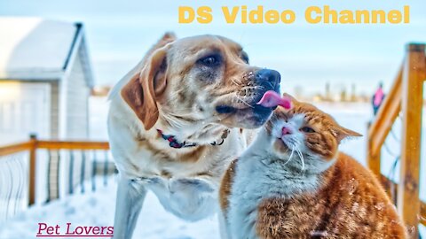 Funny Cats and Dogs Video 2021 Try Not To Laugh