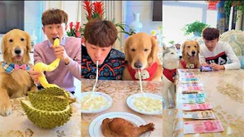 The dogs are cute and funny