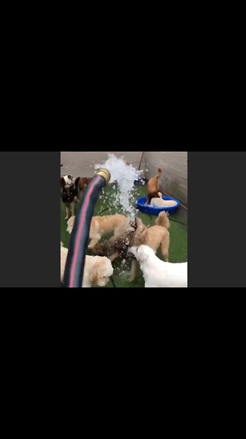 There are Two Kinds of Dogs...