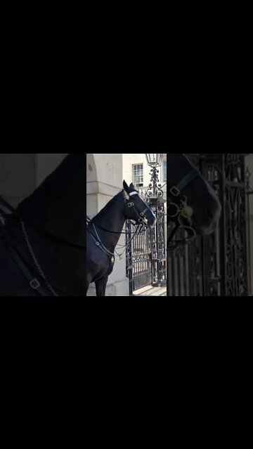 horse hears ambulance before anyone else #