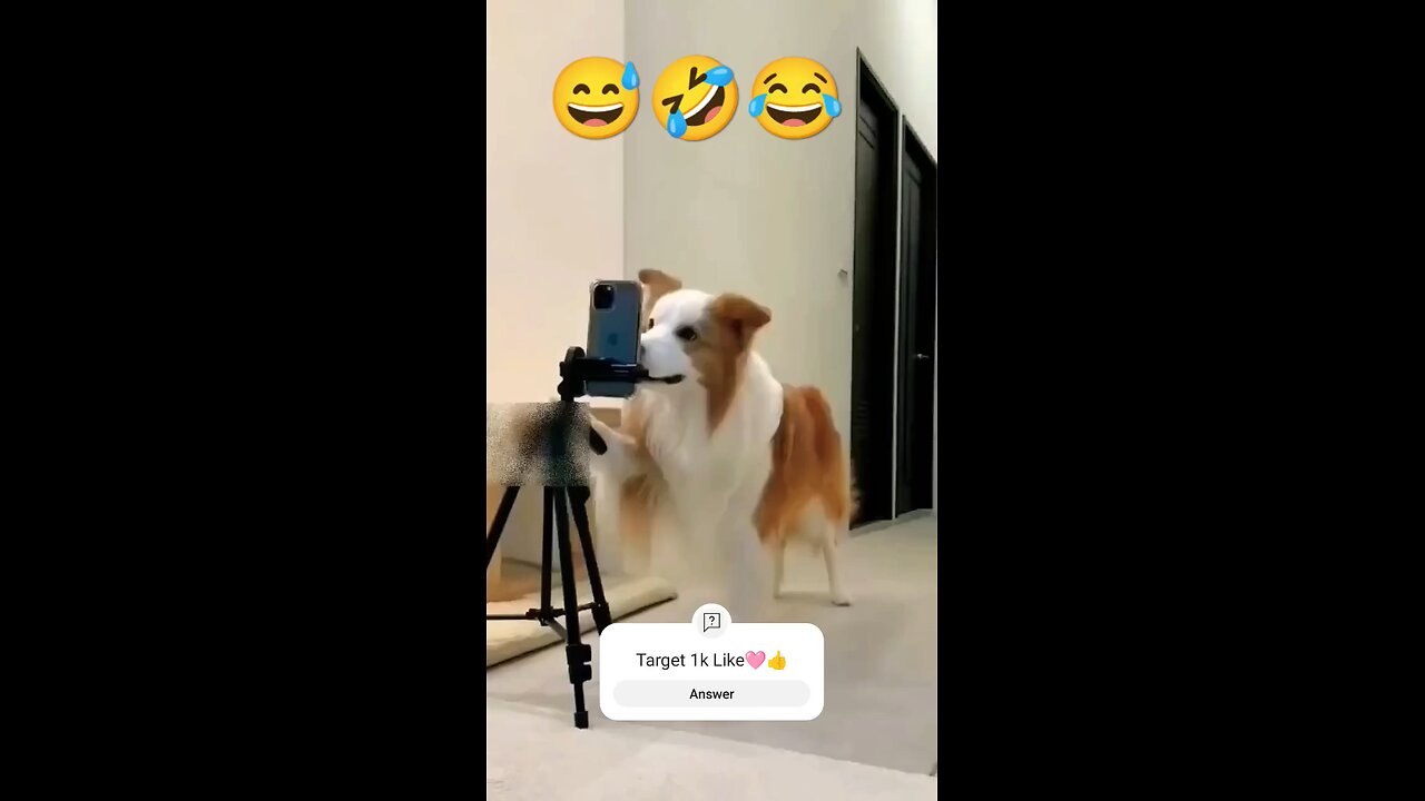 Funny Dog viral dance 🤣😅😂👇👇 watch and enjoy