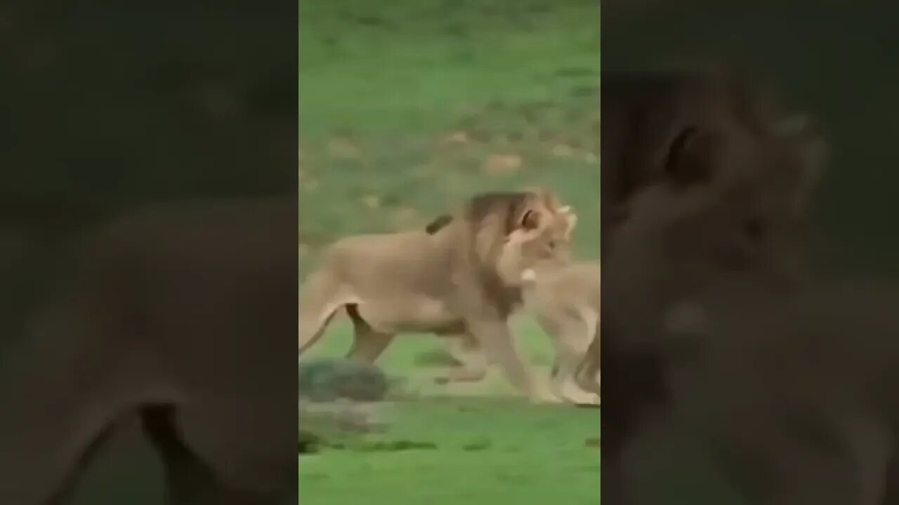 Lion playing with baby deer