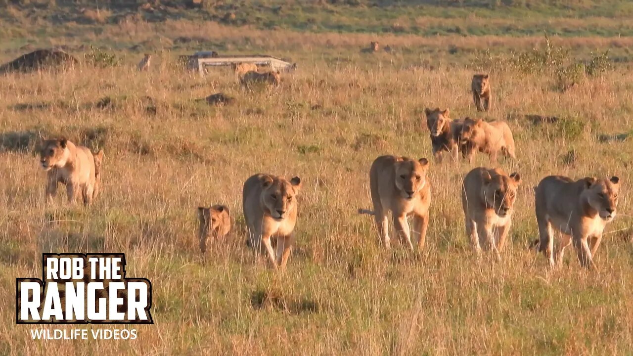 Lovely Lion Pride Getting Active In The Morning| Lalashe Maasai Mara Safari