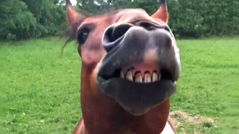 Funny Horse Videos - Try Not To Laugh [BEST OF 2021]