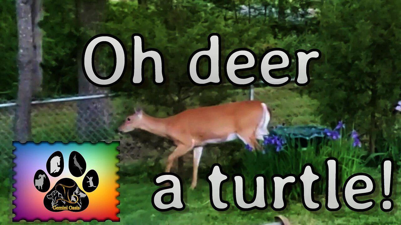 Gemini Oasis Animals: Oh Deer a Turtle!