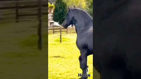 horse