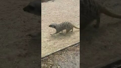 ㅁㅣ어캣 어린이대공원