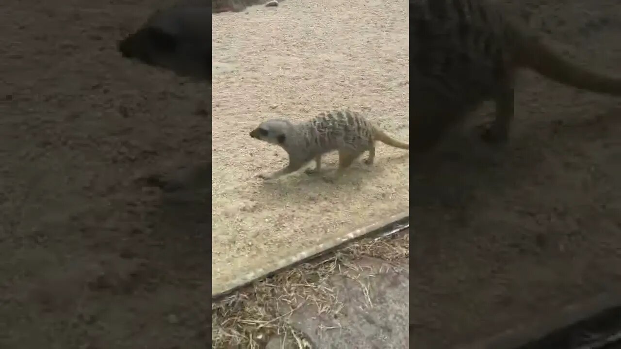 ㅁㅣ어캣 어린이대공원