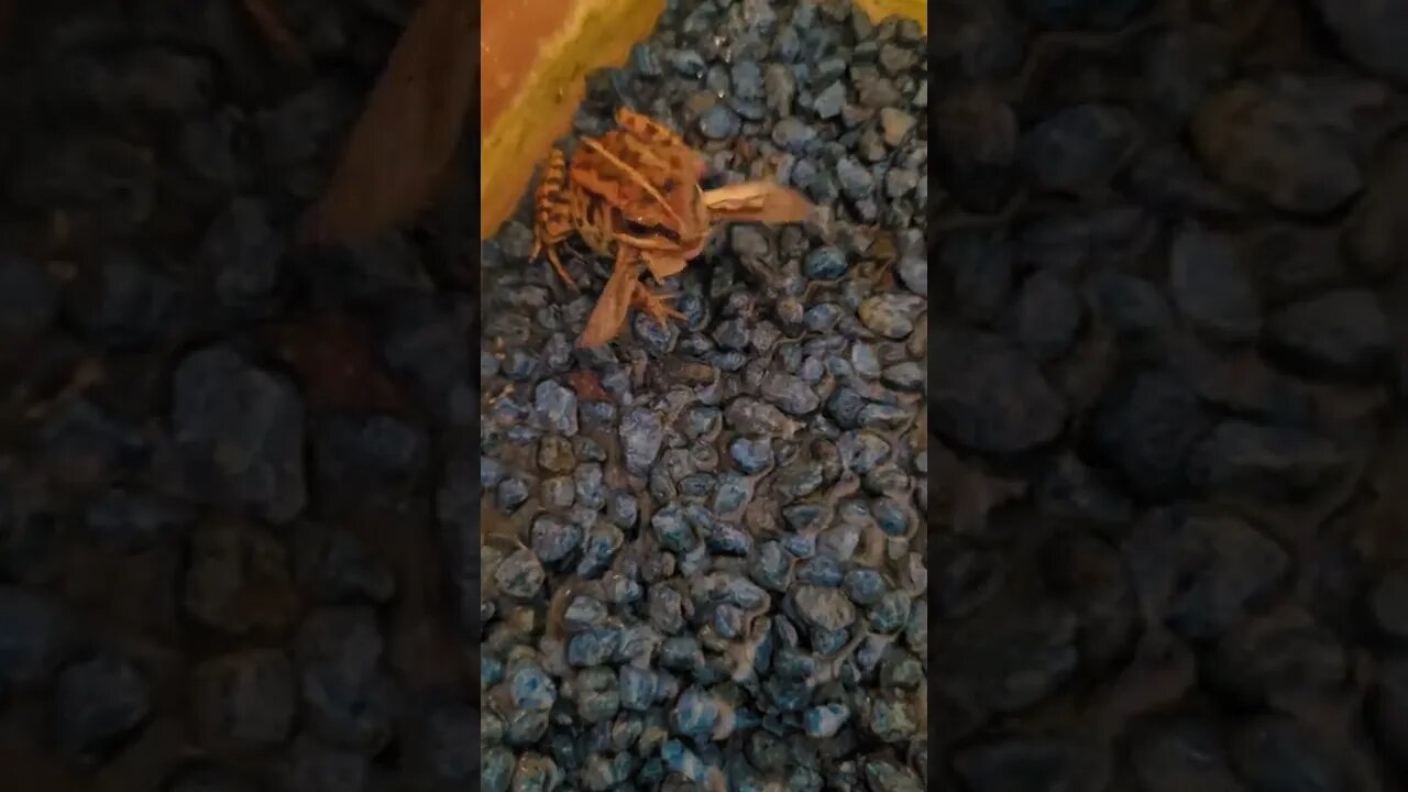Frog Eats A Giant Moth!