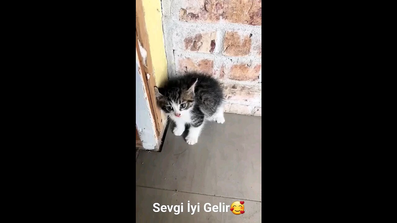 pet #pets #cat #nature #love #keşfet #reels #viral #top