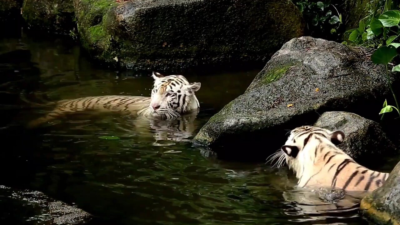 tiger fight | wildlife 🐯 🐅