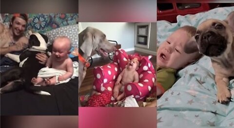 Baby and Dogs Funny Videos