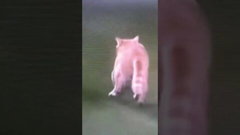 Cat stops baseball game!!! #shorts