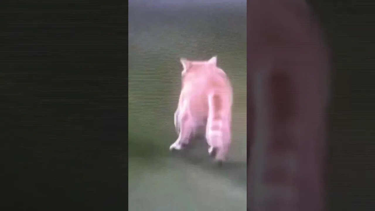 Cat stops baseball game!!! #shorts