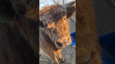 Highland Steer Charming | #scottishhighlands #cattle #homesteading #farmlife