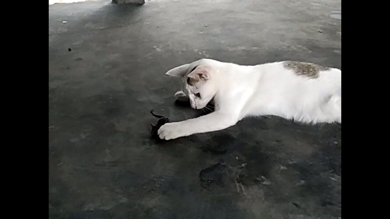 Cat vs Rat