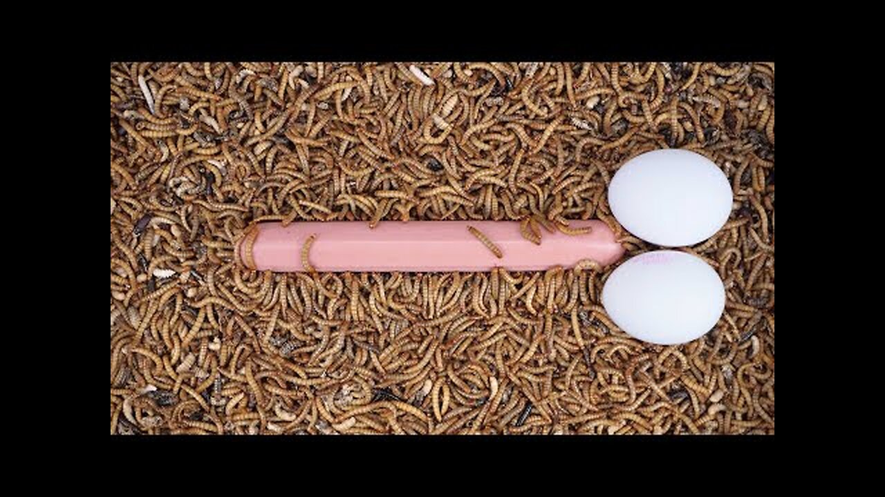 10 000 MEALWORMS vs BIG SAUSAGE - TIMELAPSE VIDEO