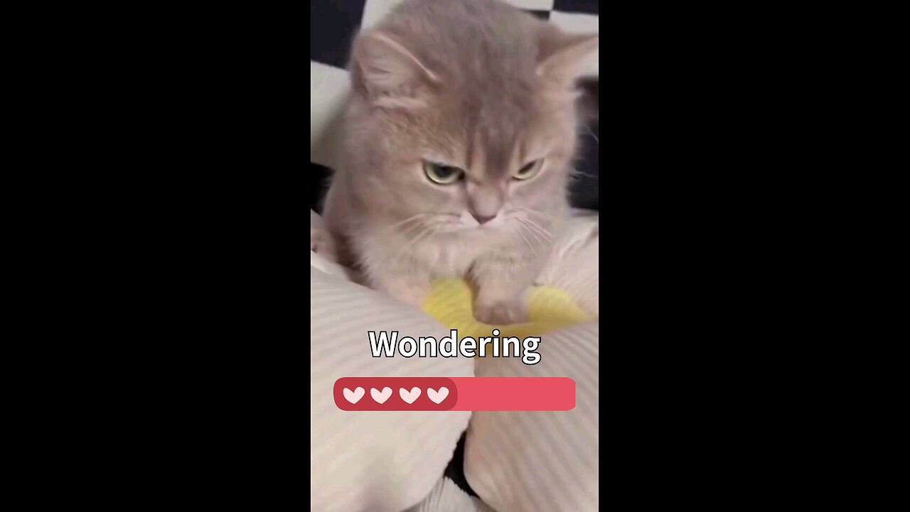 cat short video 🐈